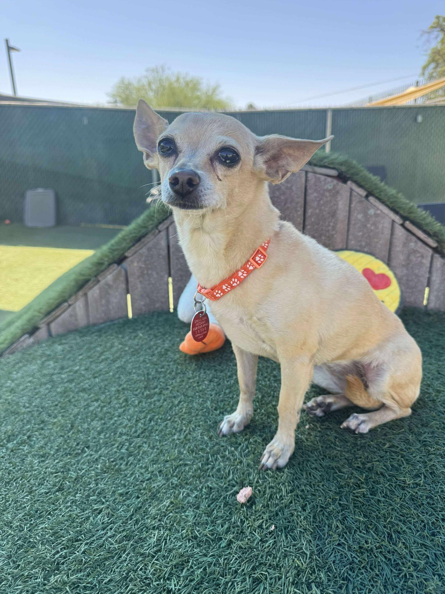 Enlarge Gina, a Adopted Chihuahua in Phoenix, AZ image 2/2