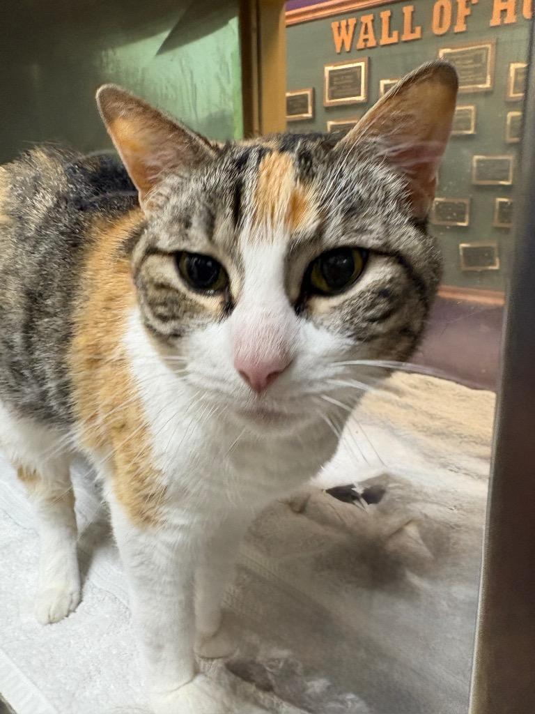 Kitty / Callie, Adoptable, Senior Female Domestic Short Hair.