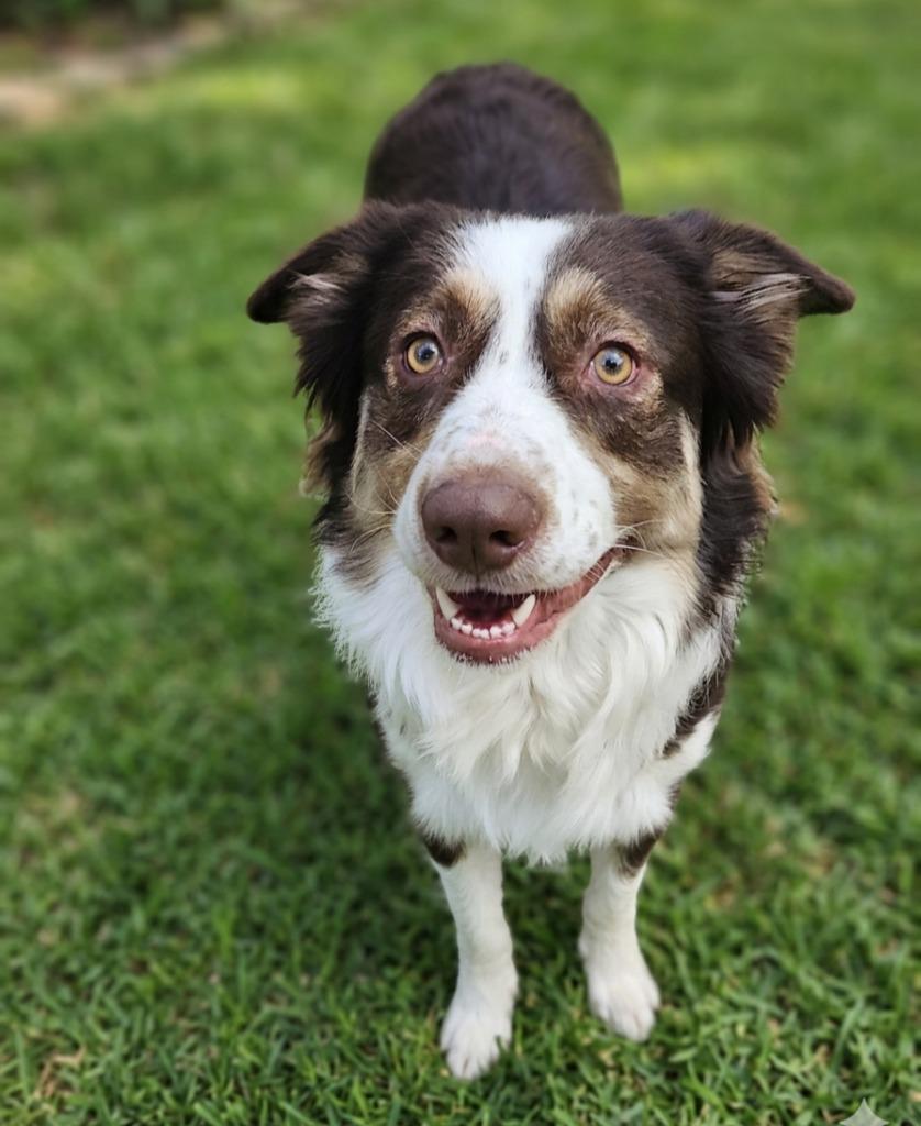 Enlarge Taz, an adopted mixed breed in Saint George, UT image 1/1