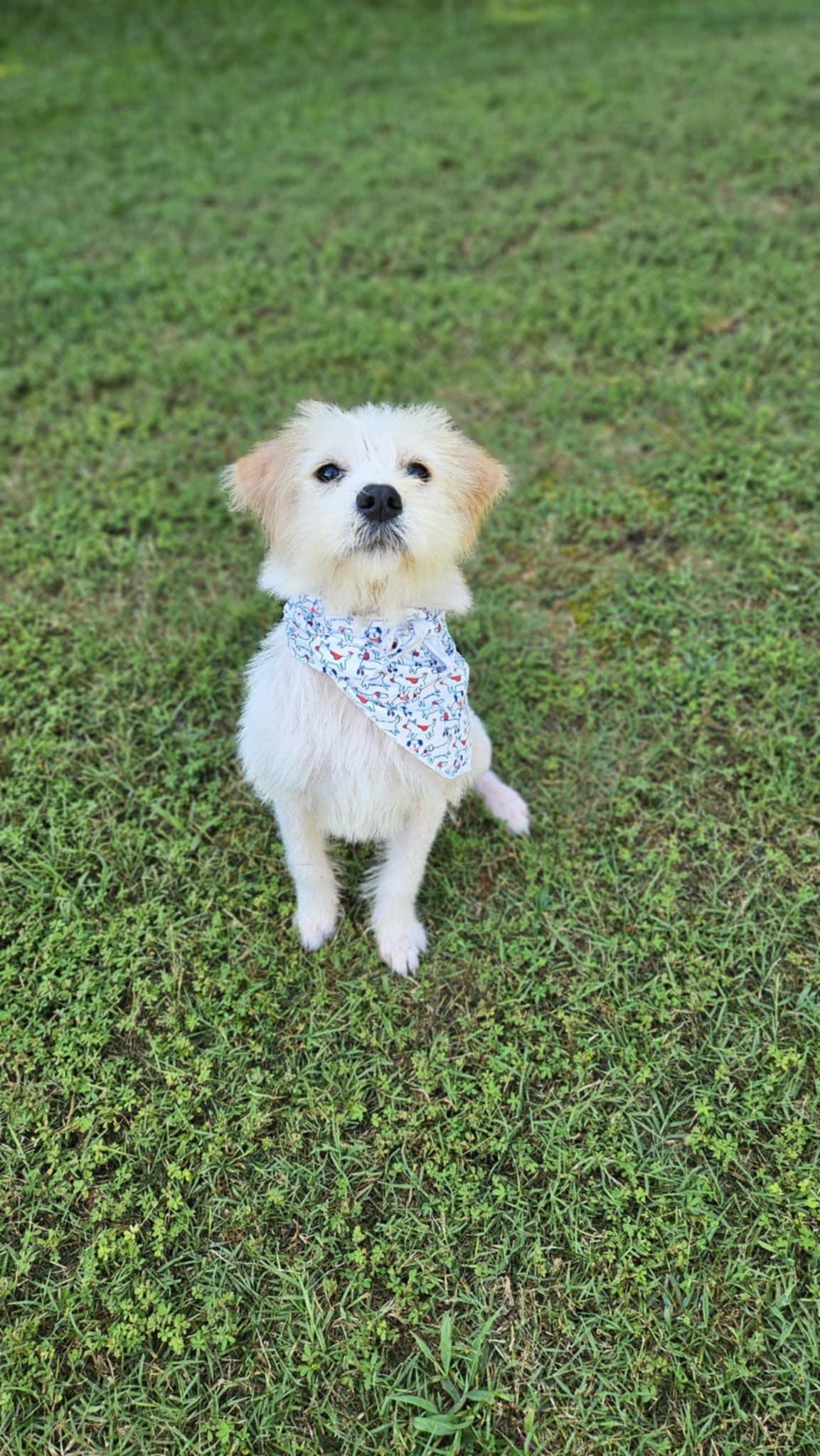 Enlarge Maggie Mae, a Adopted mixed breed in Monroe, NC image 2/5