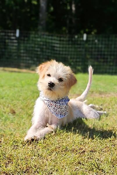 Maggie Mae, Adopted, Puppy Female Cairn Terrier & Shih Tzu.