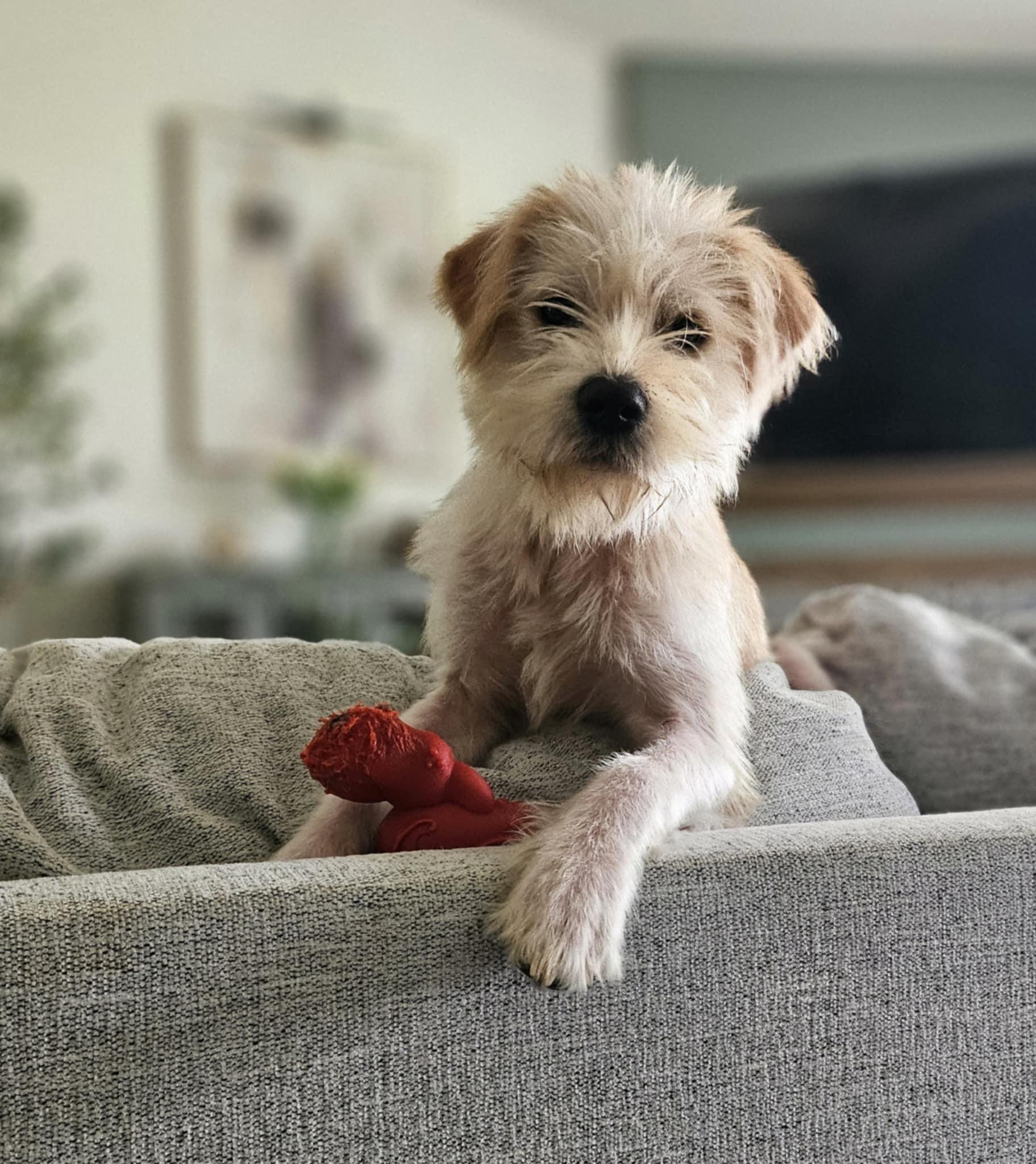 Enlarge Maggie Mae, a Adopted mixed breed in Monroe, NC image 3/5