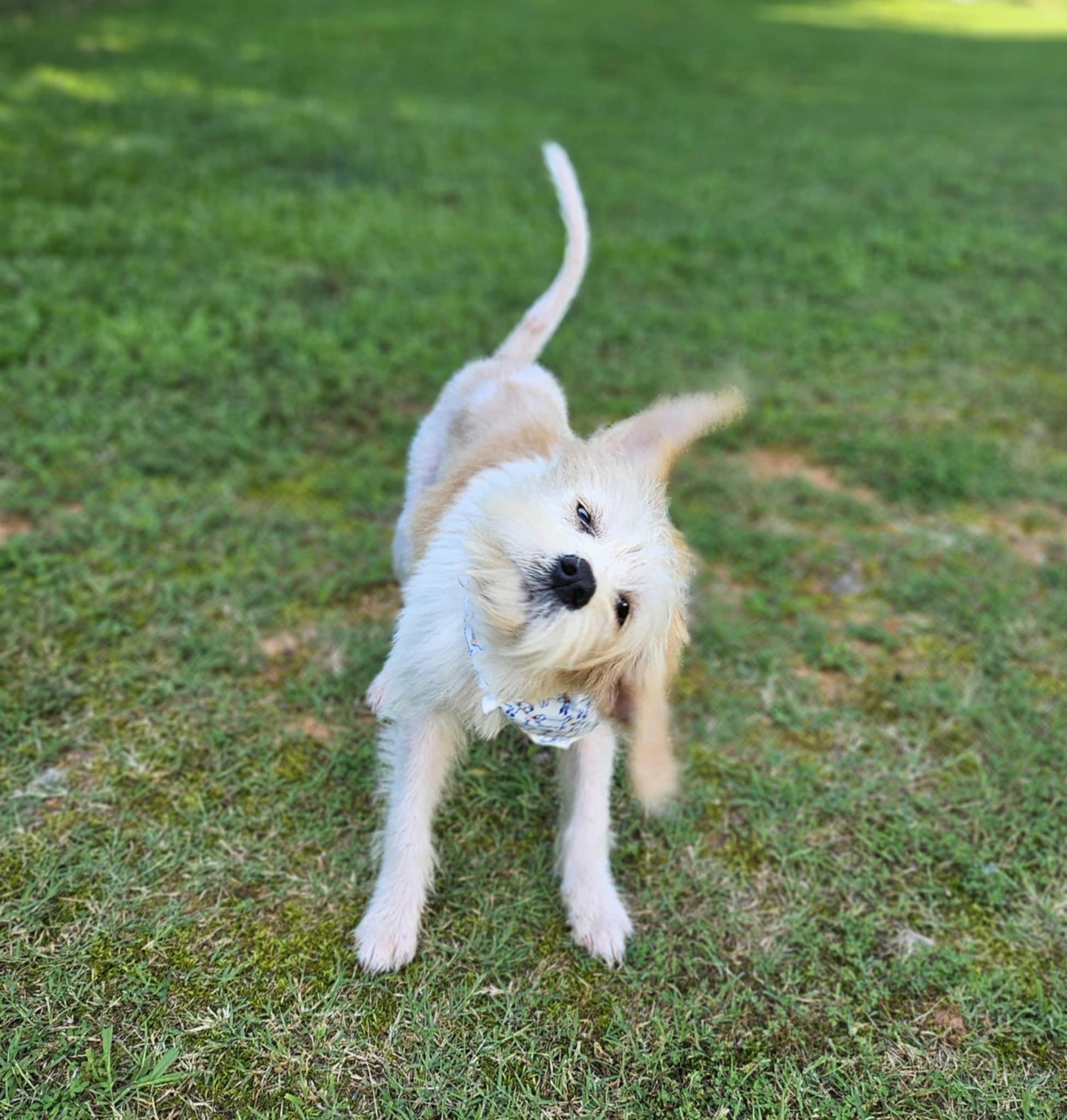 Enlarge Maggie Mae, a Adopted mixed breed in Monroe, NC image 4/5