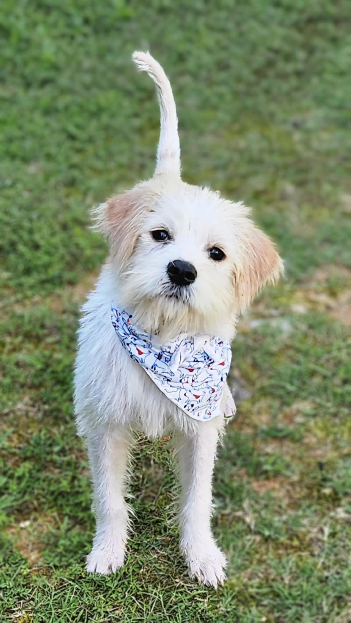 Enlarge Maggie Mae, a Adopted mixed breed in Monroe, NC image 5/5