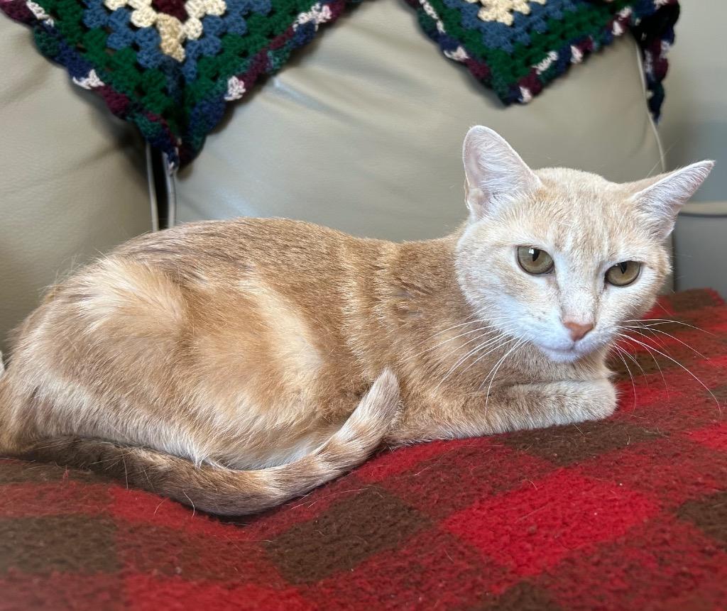 Chipotle, Adoptable, Young Female Domestic Short Hair.