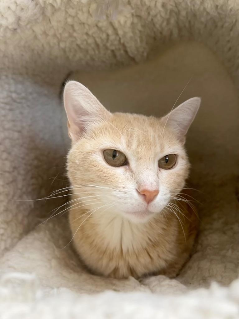 Chipotle, a Adoptable mixed breed in Spooner, WI image 3/5