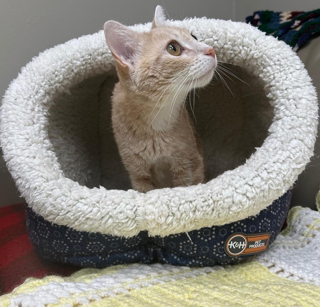 Chipotle, a Adoptable mixed breed in Spooner, WI image 5/5