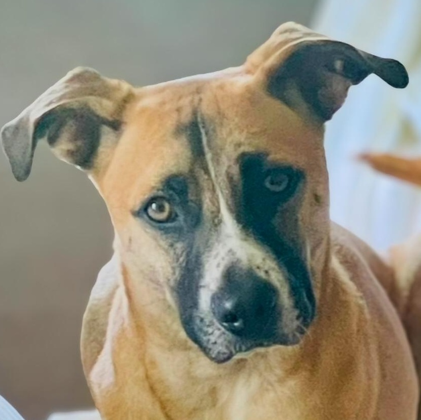 Enlarge Benji, a Adoptable mixed breed in Baltimore, MD image 3/6