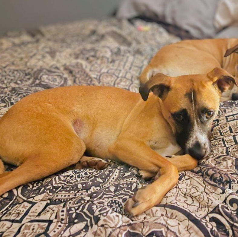 Enlarge Benji, a Adoptable mixed breed in Baltimore, MD image 6/6