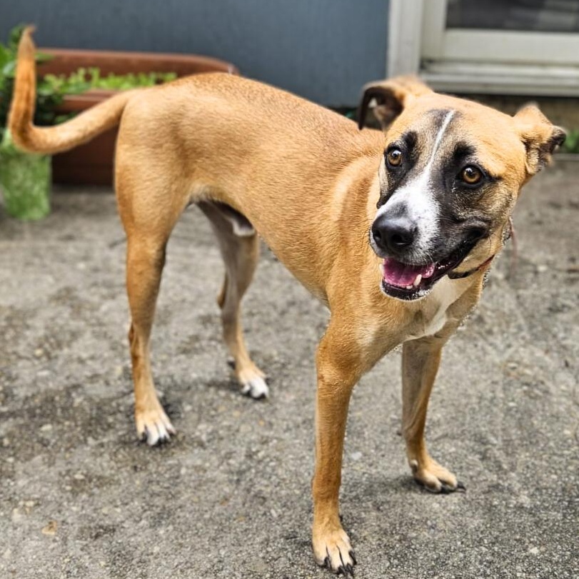Enlarge Benji, a Adoptable mixed breed in Baltimore, MD image 1/6