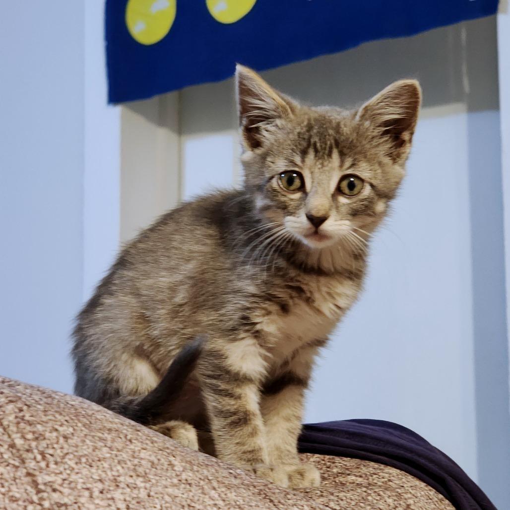 Jalapena Business, Adoptable, Kitten Female Domestic Short Hair.