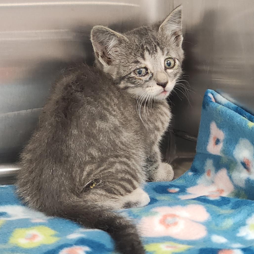 Enlarge Jalapena Business, a Adoptable Domestic Short Hair in Dixon, IL image 2/2