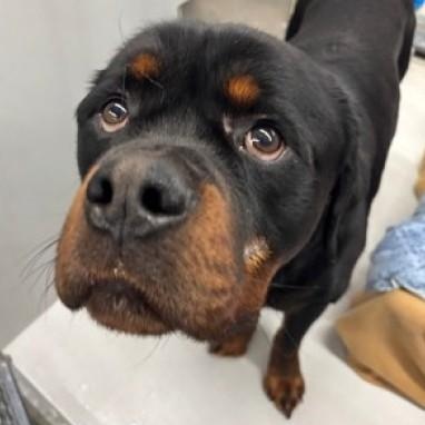 Enlarge Squatch - aka Bear, a ADOPTABLE Rottweiler in Redmond, WA image 3/5