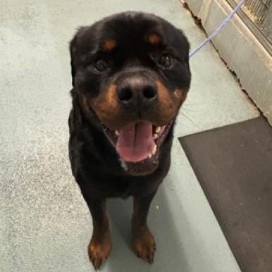 Enlarge Squatch - aka Bear, a ADOPTABLE Rottweiler in Redmond, WA image 4/5