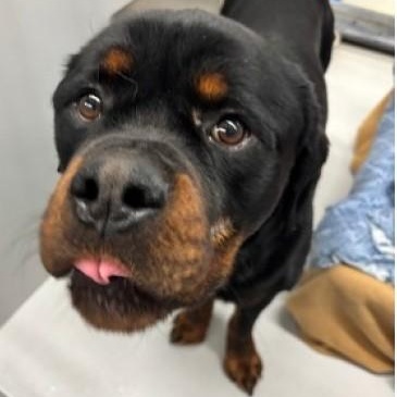 Enlarge Squatch - aka Bear, a ADOPTABLE Rottweiler in Redmond, WA image 1/5