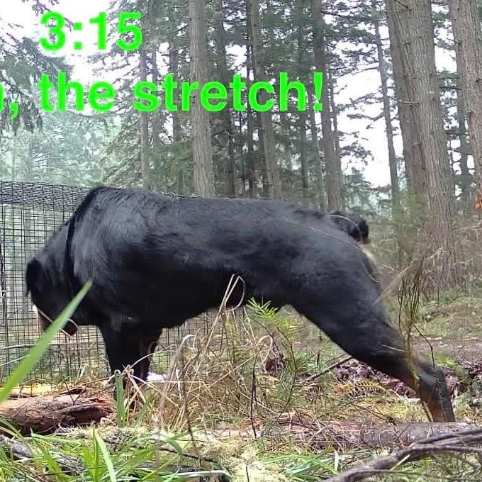Enlarge Squatch - aka Bear, a ADOPTABLE Rottweiler in Redmond, WA image 5/5