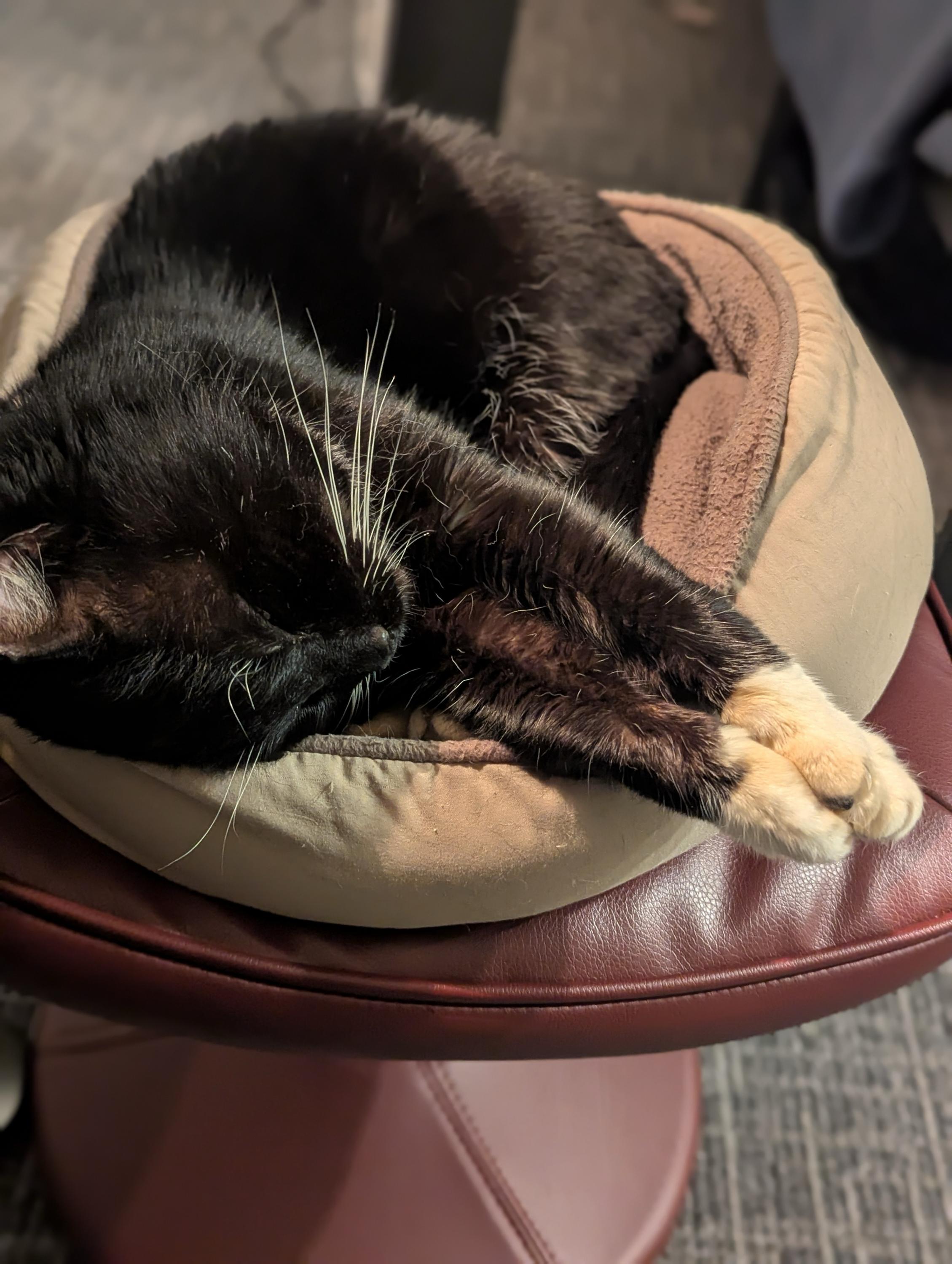 Thumper, a ADOPTABLE Domestic Short Hair in Seattle, WA image 3/6