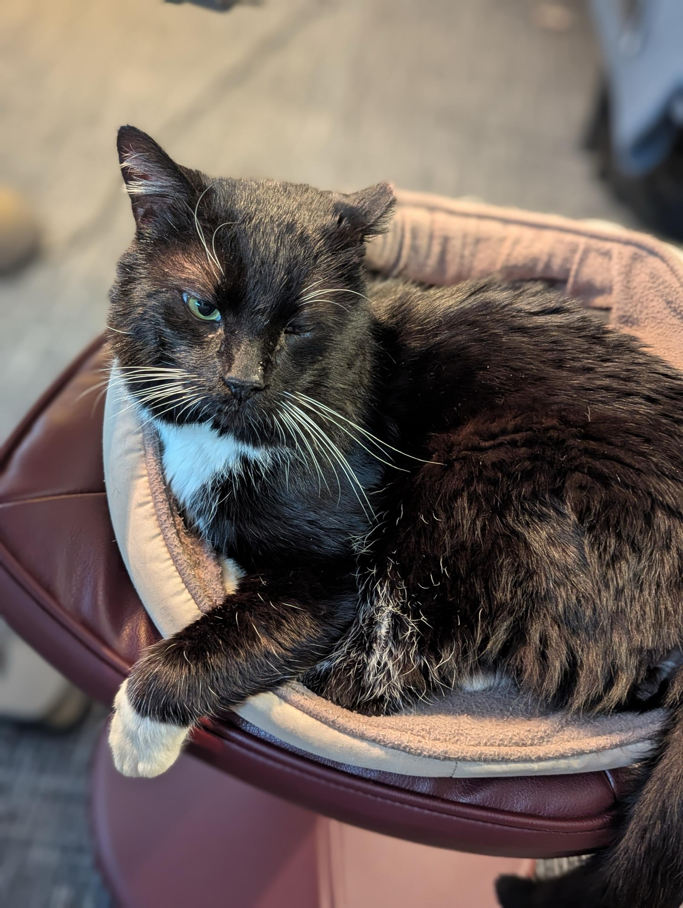 Thumper, a ADOPTABLE Domestic Short Hair in Seattle, WA image 2/6