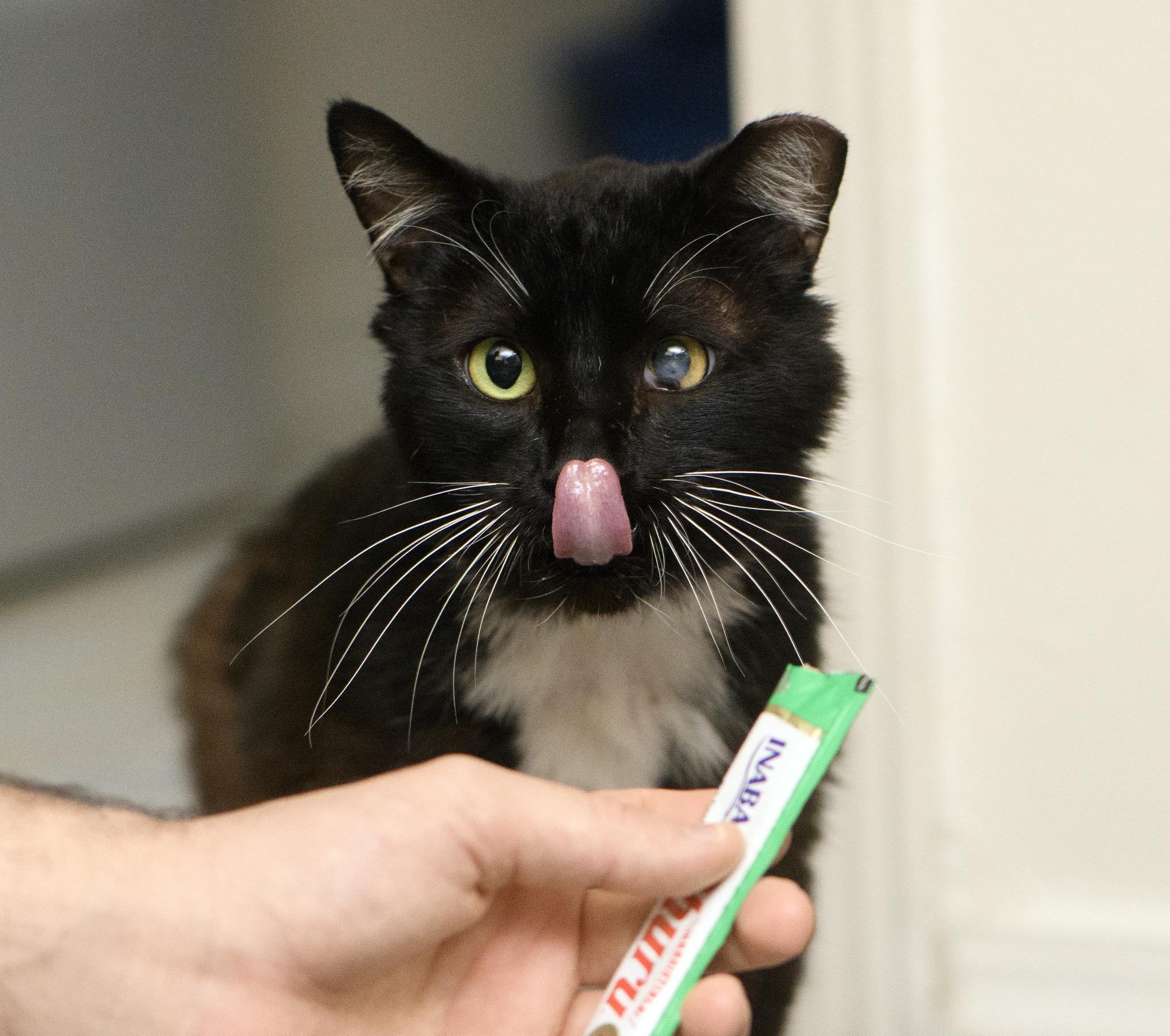 Thumper, a ADOPTABLE Domestic Short Hair in Seattle, WA image 4/6