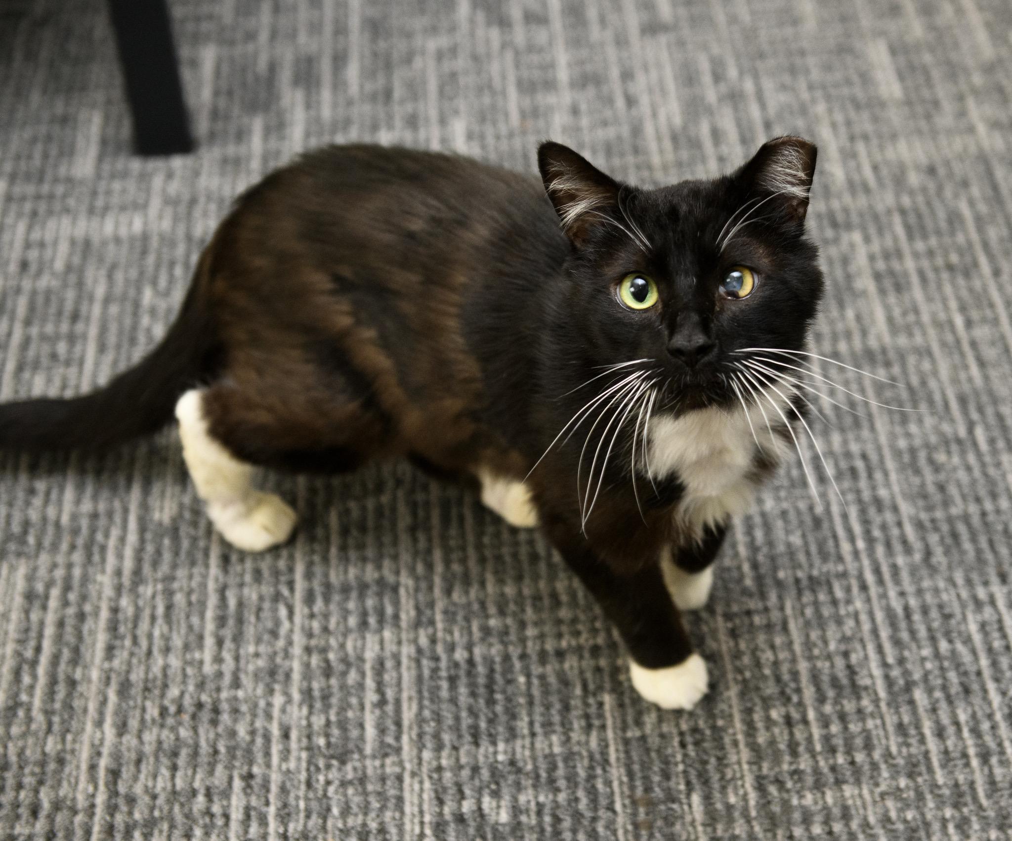 Thumper, ADOPTABLE, Senior Male Domestic Short Hair.