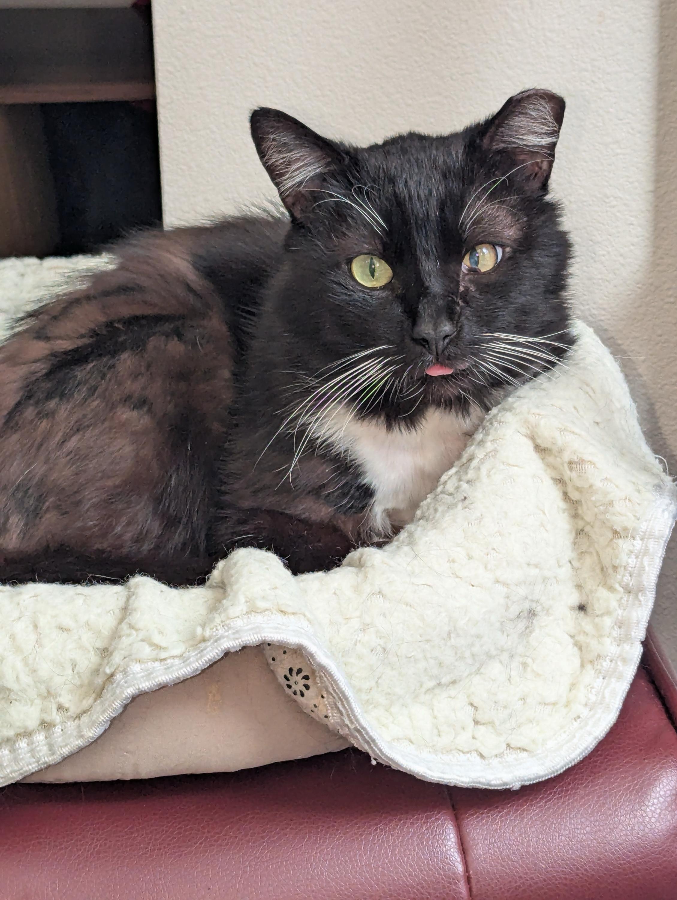 Thumper, a ADOPTABLE Domestic Short Hair in Seattle, WA image 6/6
