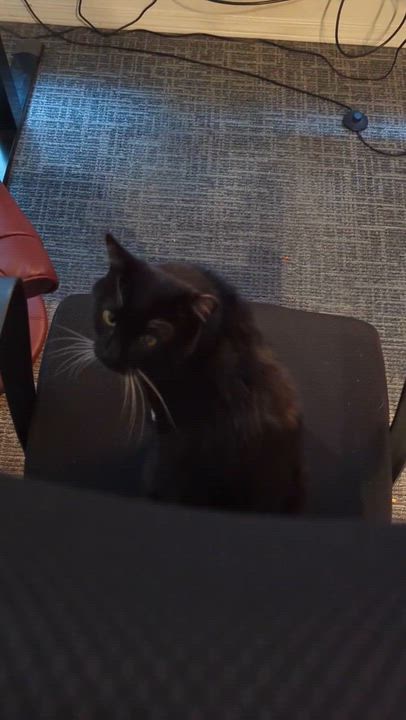 Enlarge Thumper, a ADOPTABLE Domestic Short Hair in Seattle, WA video 5/6