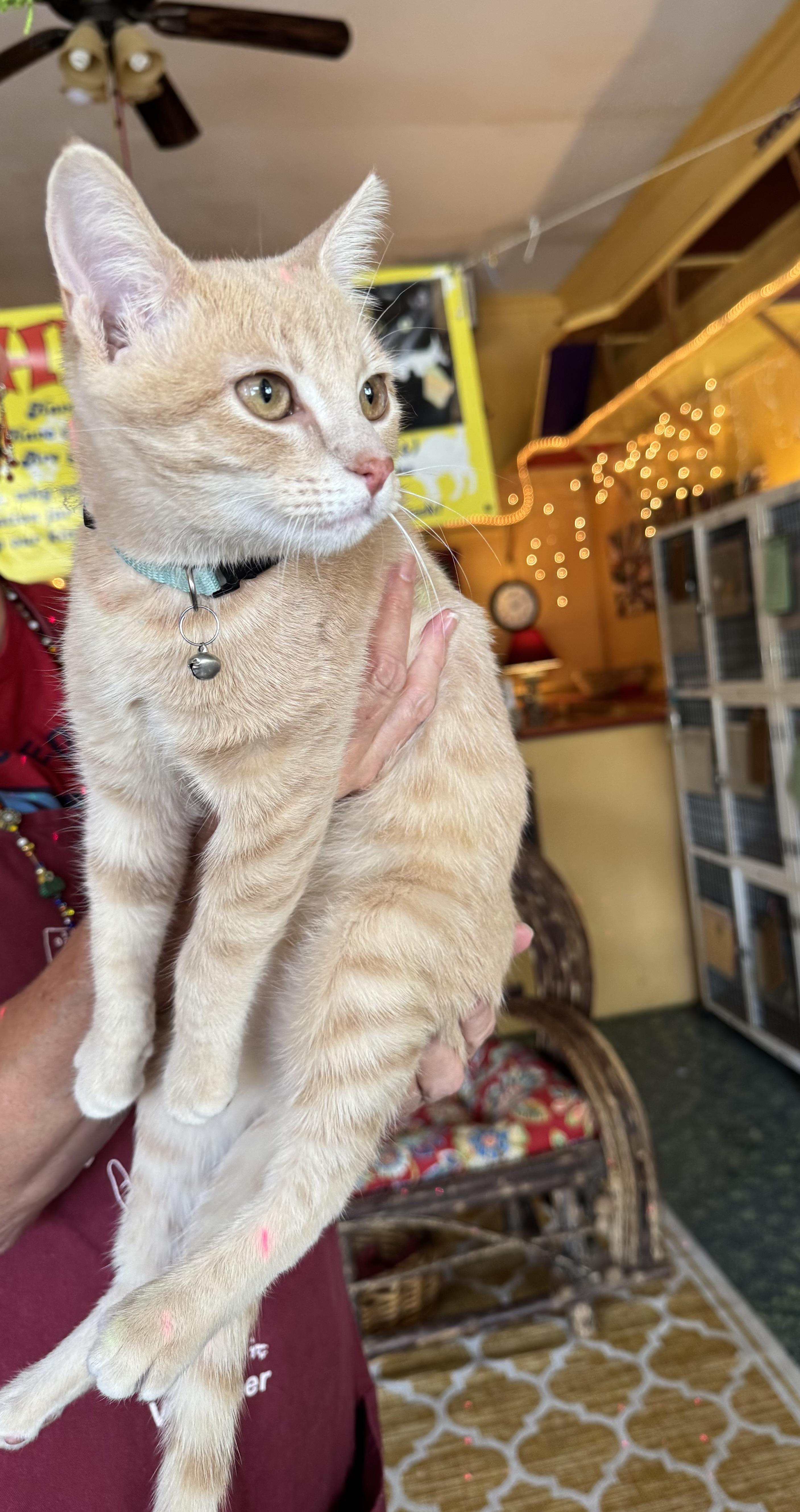 Enlarge Sumi, a Adopted Domestic Short Hair in Memphis, TN image 1/3