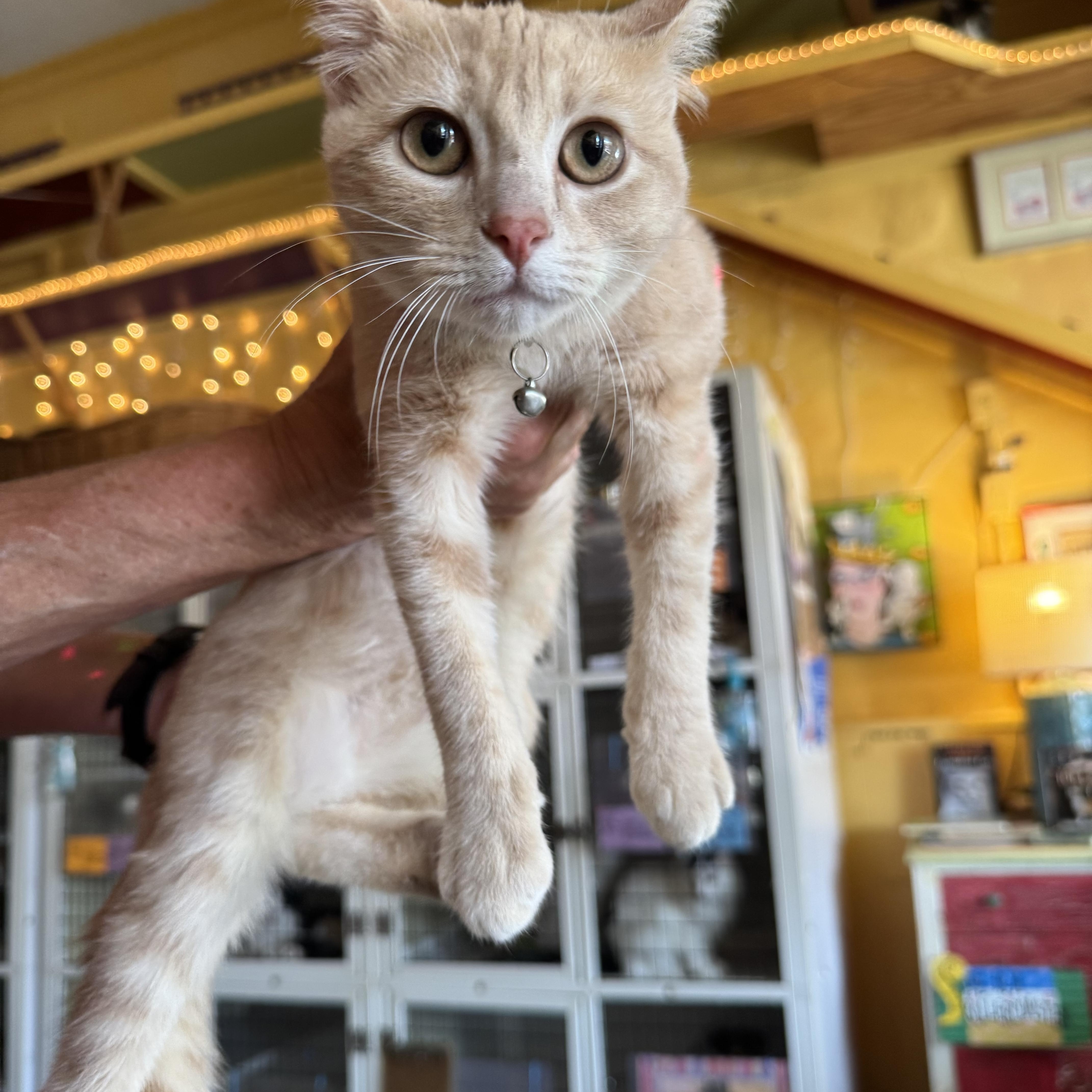 Enlarge Sumi, a Adopted Domestic Short Hair in Memphis, TN image 2/3