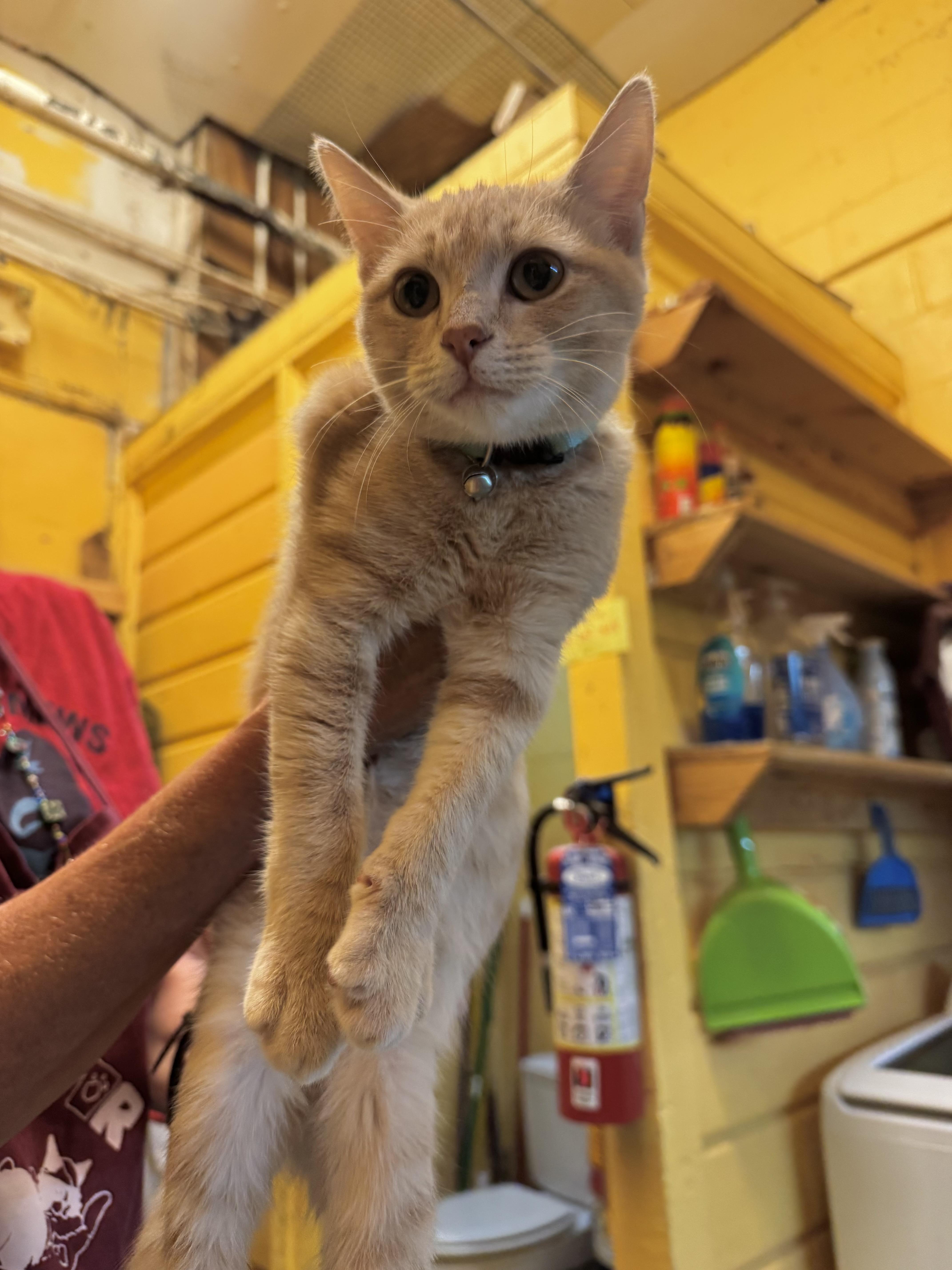 Enlarge Sumi, a Adopted Domestic Short Hair in Memphis, TN image 3/3