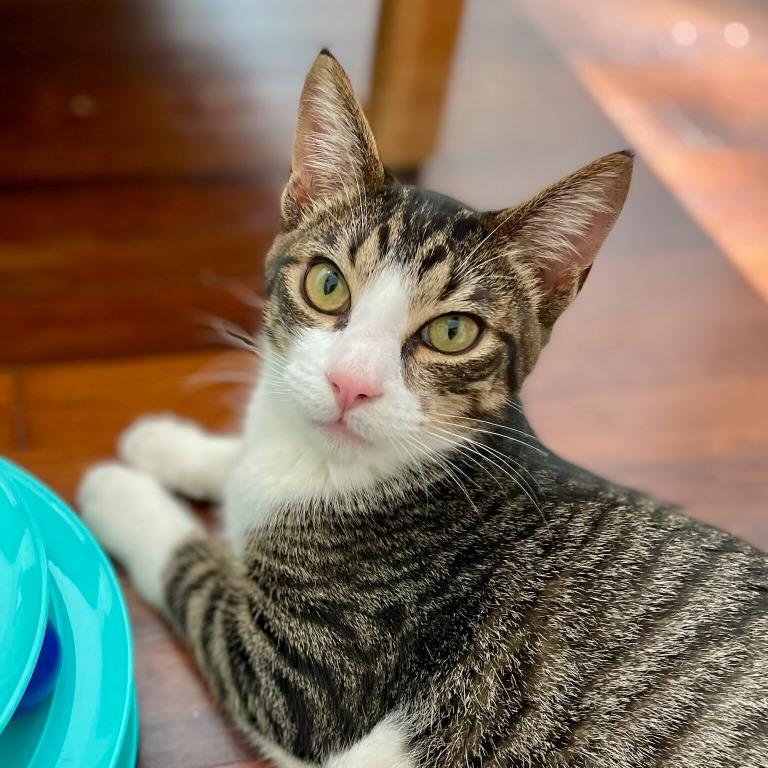 Pecan, a Adoptable Domestic Short Hair in Houston, TX image 1/4