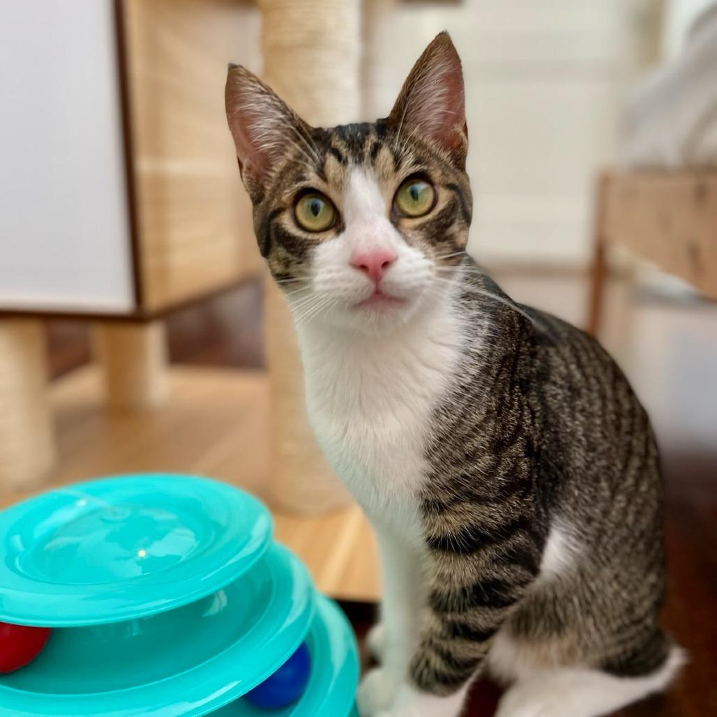 Pecan, a Adoptable Domestic Short Hair in Houston, TX image 2/4