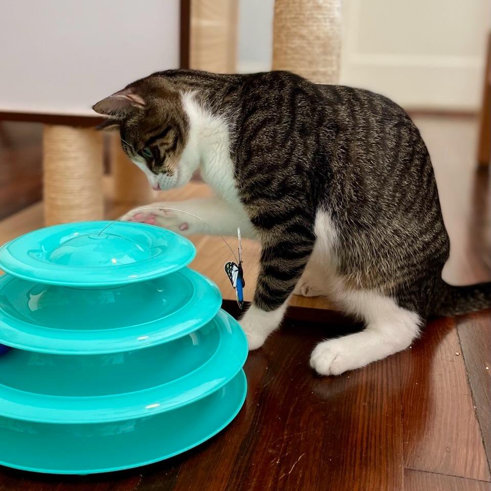 Pecan, a Adoptable Domestic Short Hair in Houston, TX image 4/4