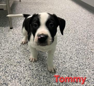 Tommy — thumbnail 2