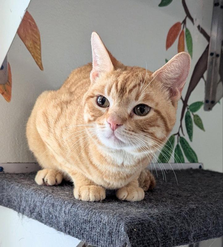 Enlarge Mayor Meowington, a Adopted Tabby in Ocala, FL image 1/3