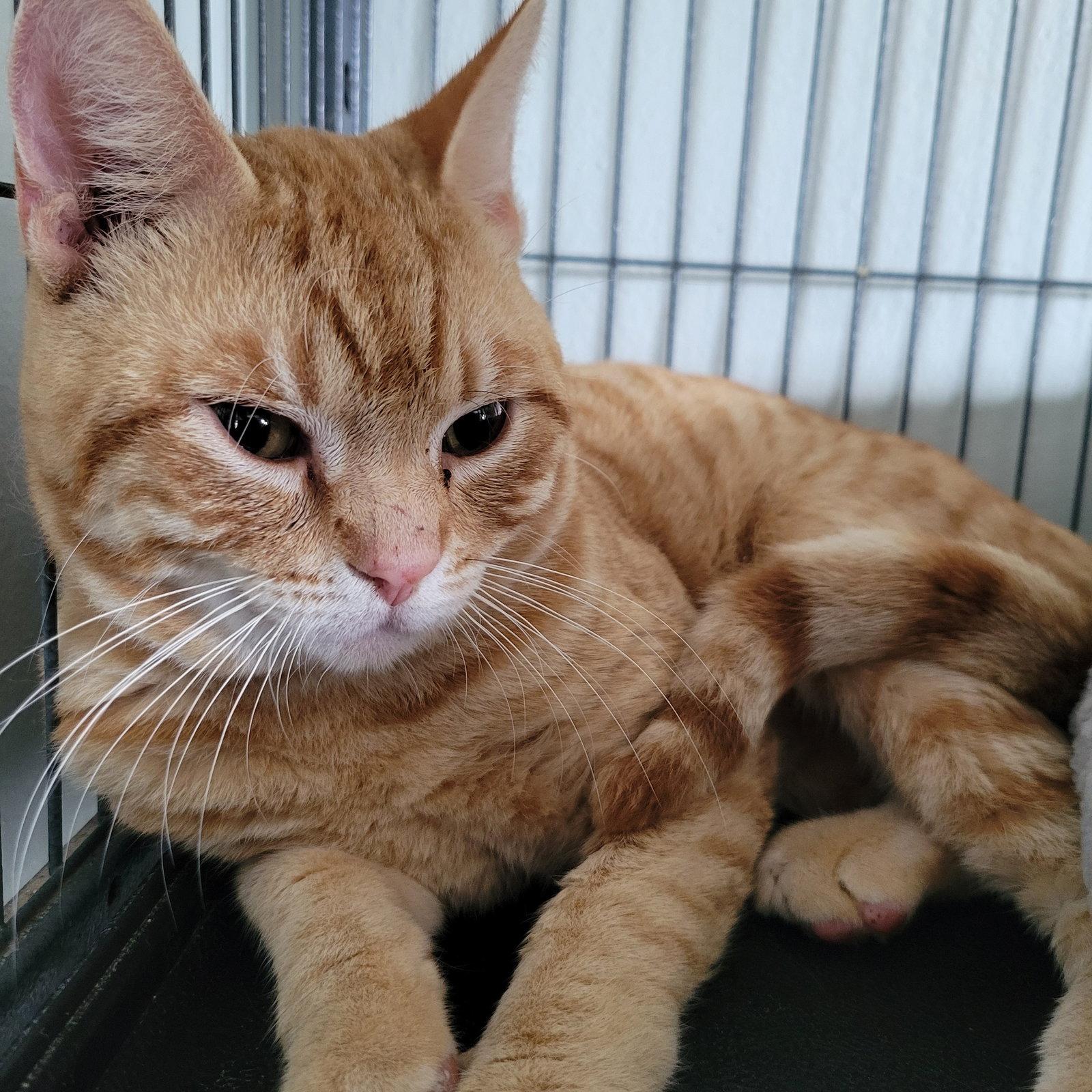 Enlarge Mayor Meowington, a Adopted Tabby in Ocala, FL image 2/3