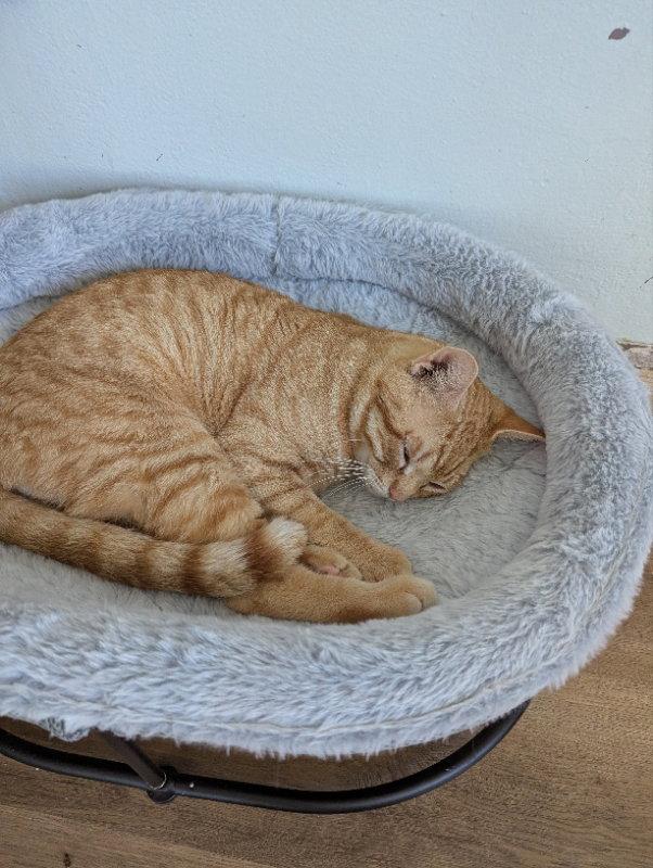 Enlarge Mayor Meowington, a Adopted Tabby in Ocala, FL image 3/3