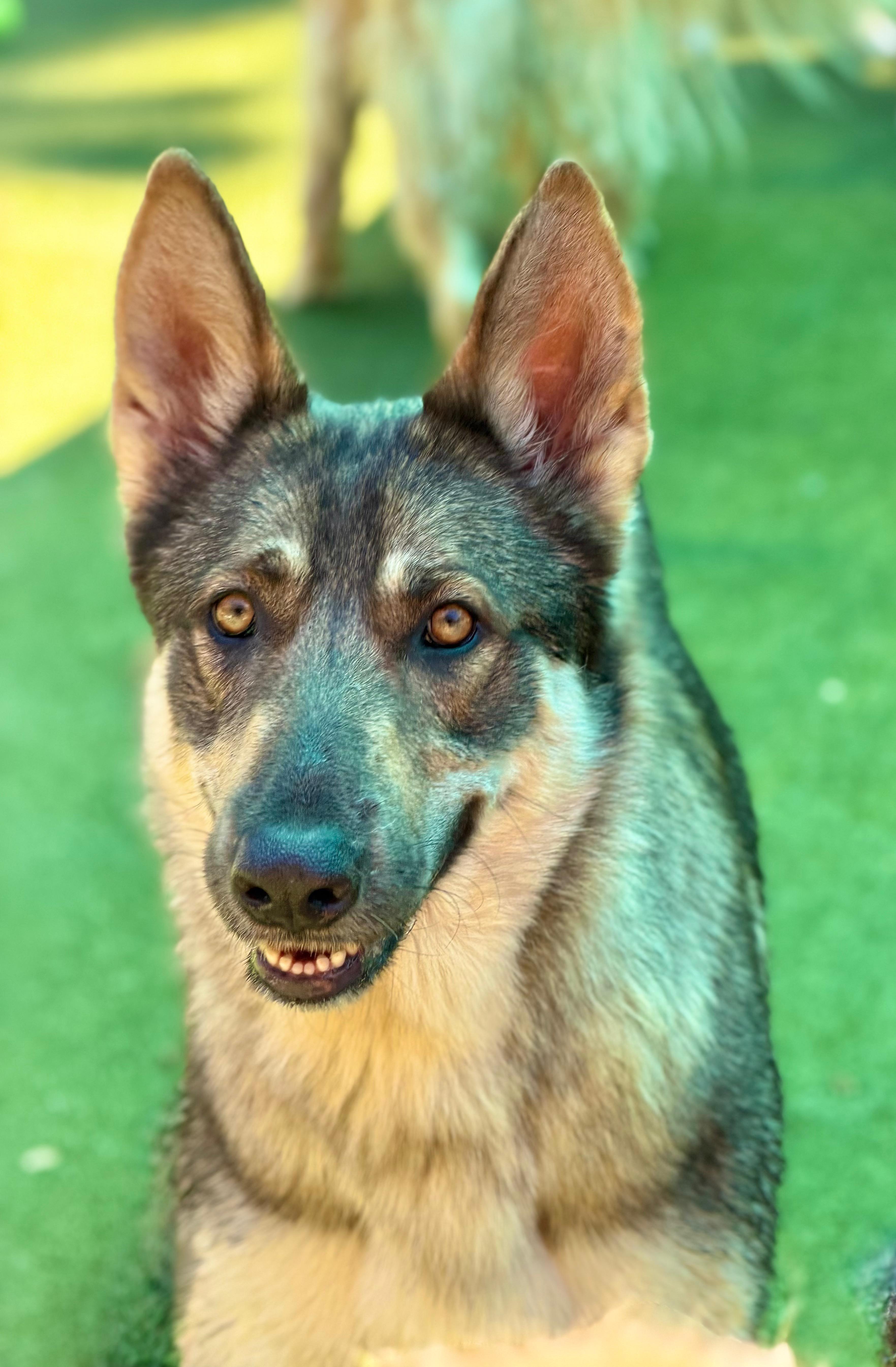 Enlarge Mamacita, a ADOPTABLE mixed breed in Mt Pleasant, SC image 5/6