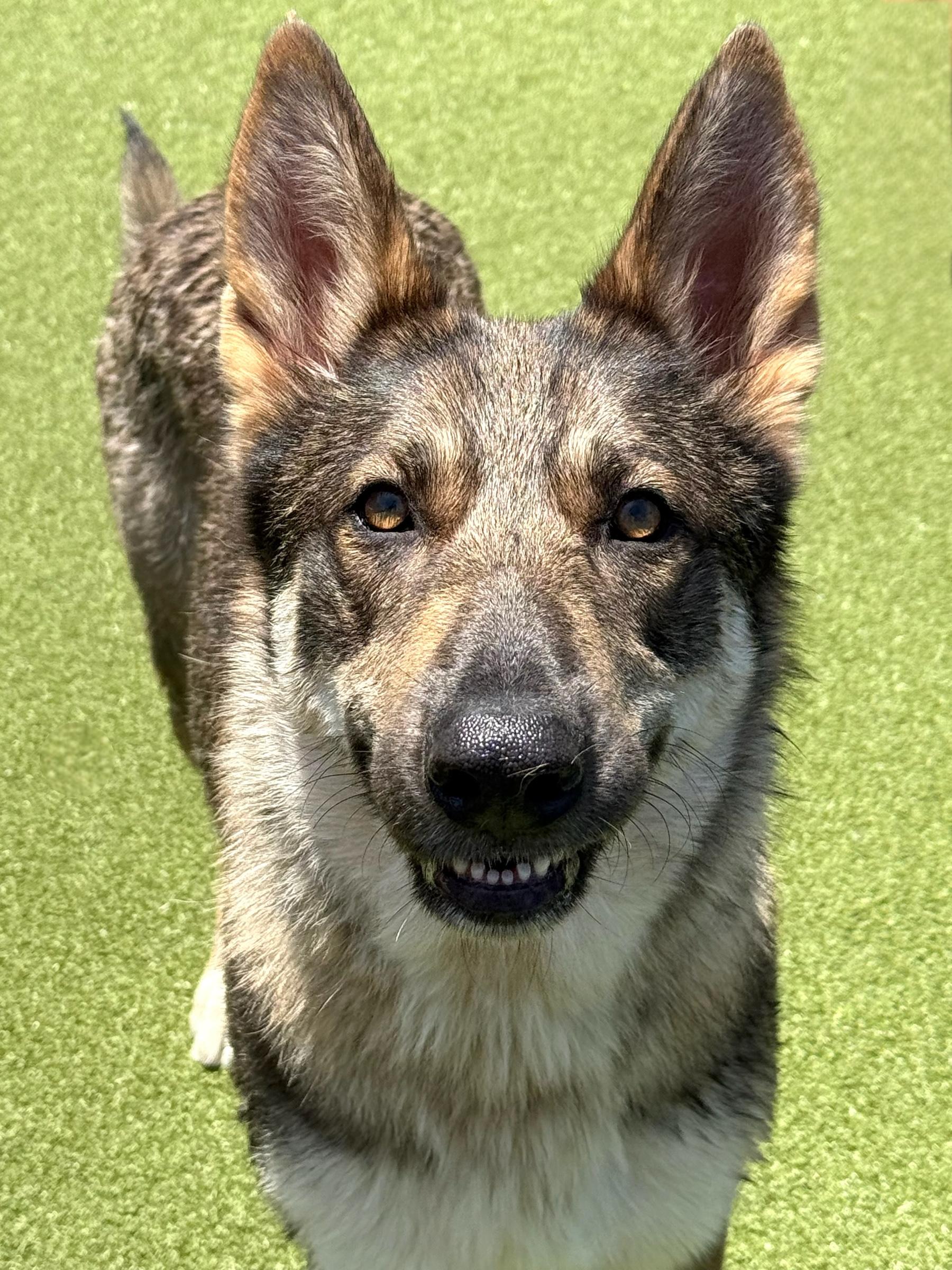 Enlarge Mamacita, a ADOPTABLE mixed breed in Mt Pleasant, SC image 6/6