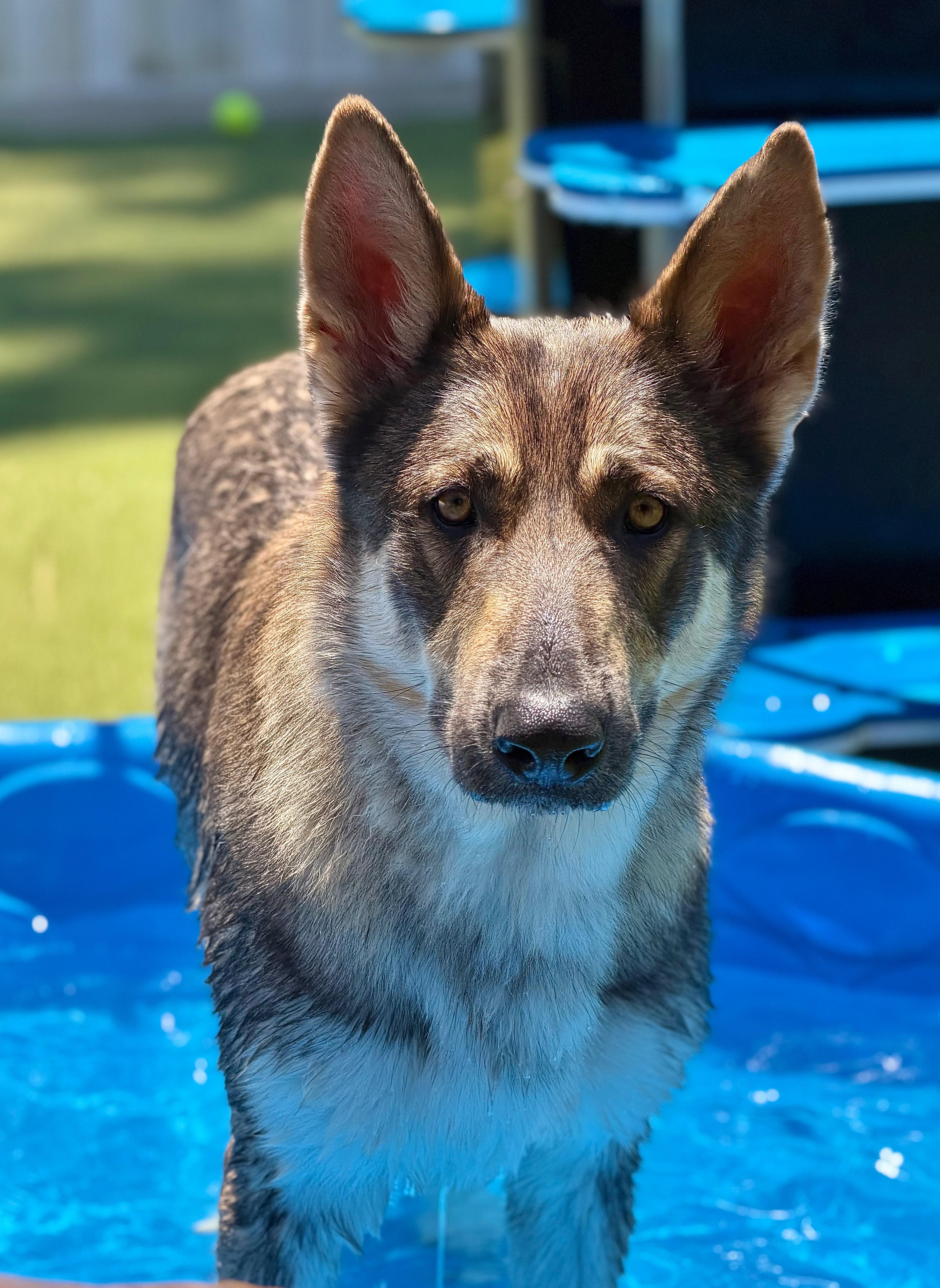 Enlarge Mamacita, a ADOPTABLE mixed breed in Mt Pleasant, SC image 4/6