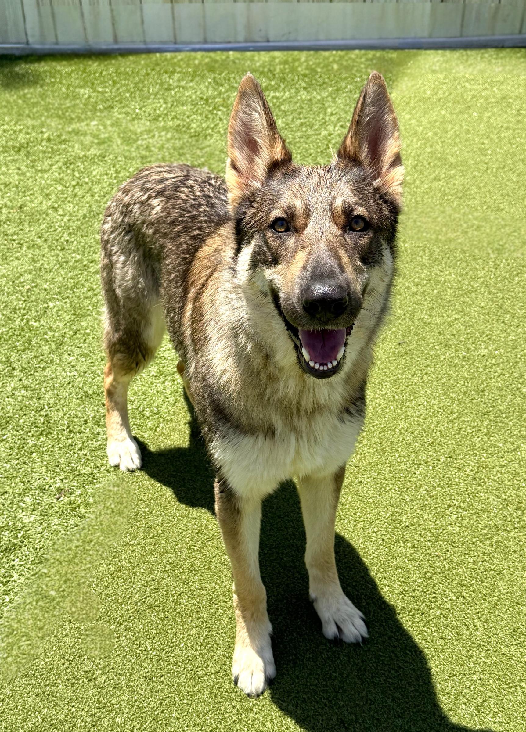 Enlarge Mamacita, a ADOPTABLE mixed breed in Mt Pleasant, SC image 3/6
