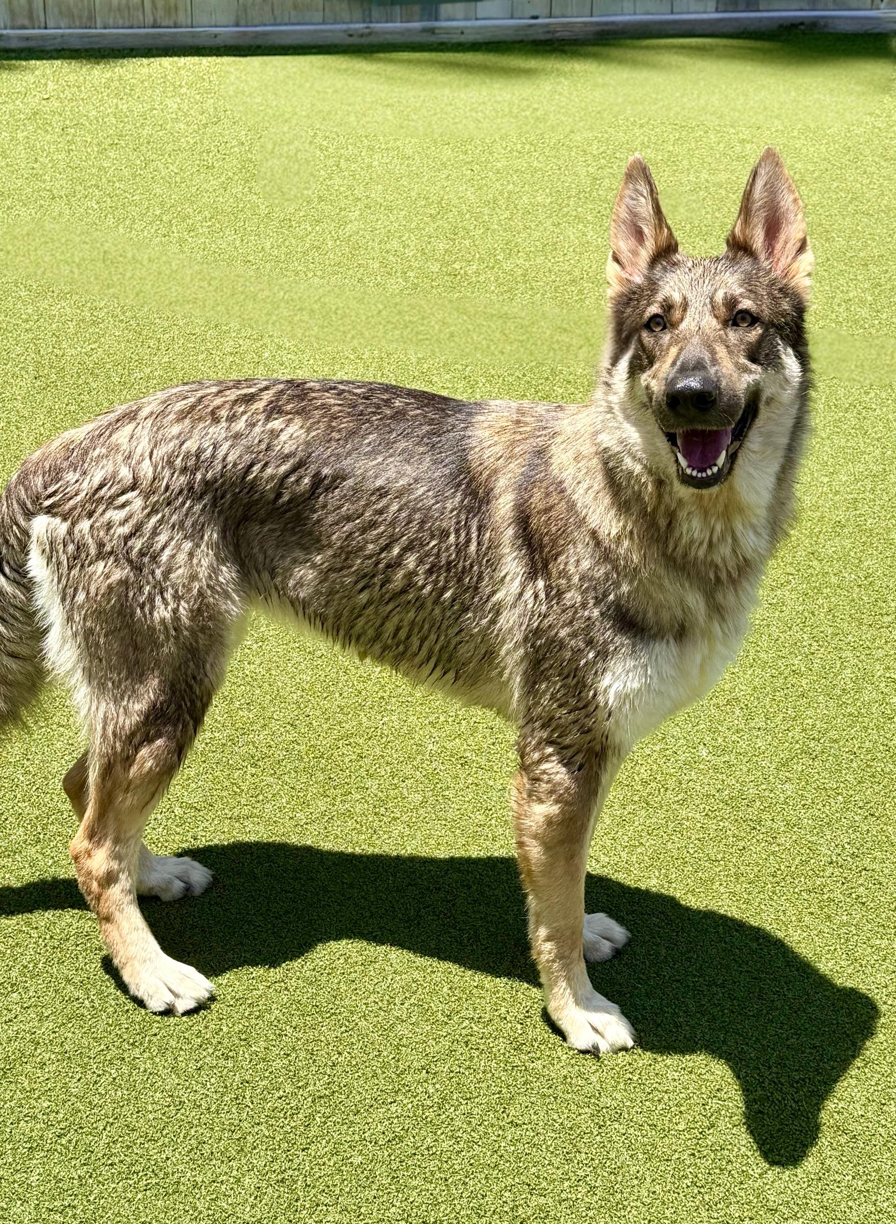 Enlarge Mamacita, a ADOPTABLE mixed breed in Mt Pleasant, SC image 2/6