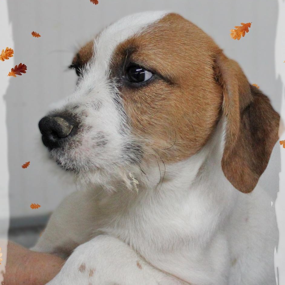 Donnie, a Adoptable Mixed Breed in Amelia, OH image 1/2