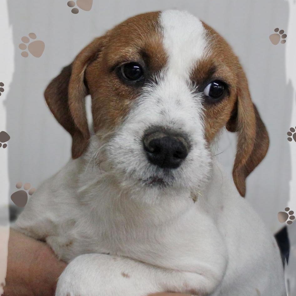 Donnie, a Adoptable Mixed Breed in Amelia, OH image 2/2