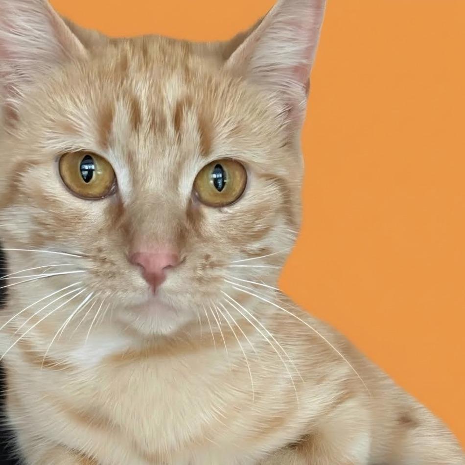 Enlarge June, a Adoptable Domestic Short Hair in Bedminster, NJ image 3/3