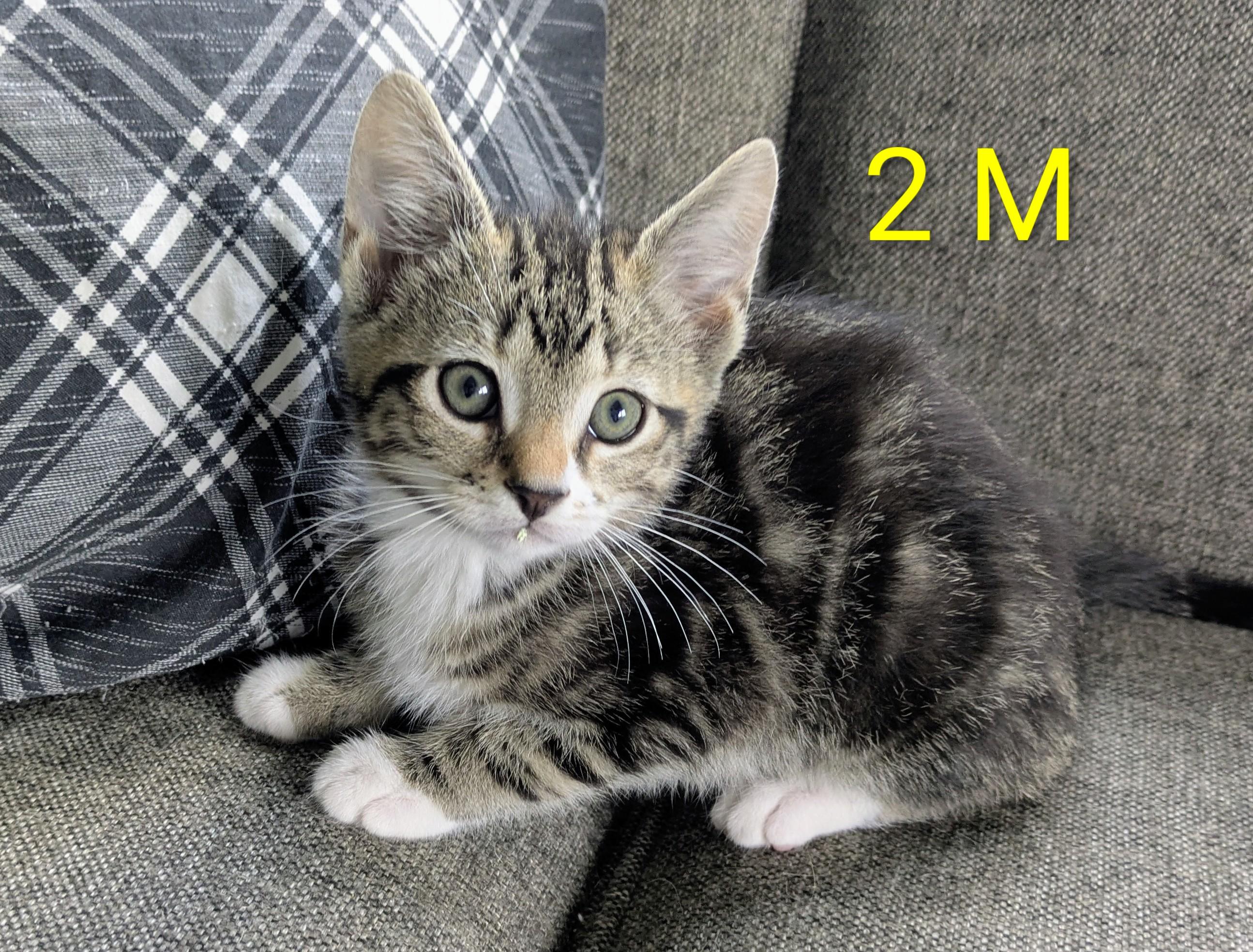 SISSY'S KITTENS MALE, adopted, Kitten Male Domestic Short Hair & Tabby.