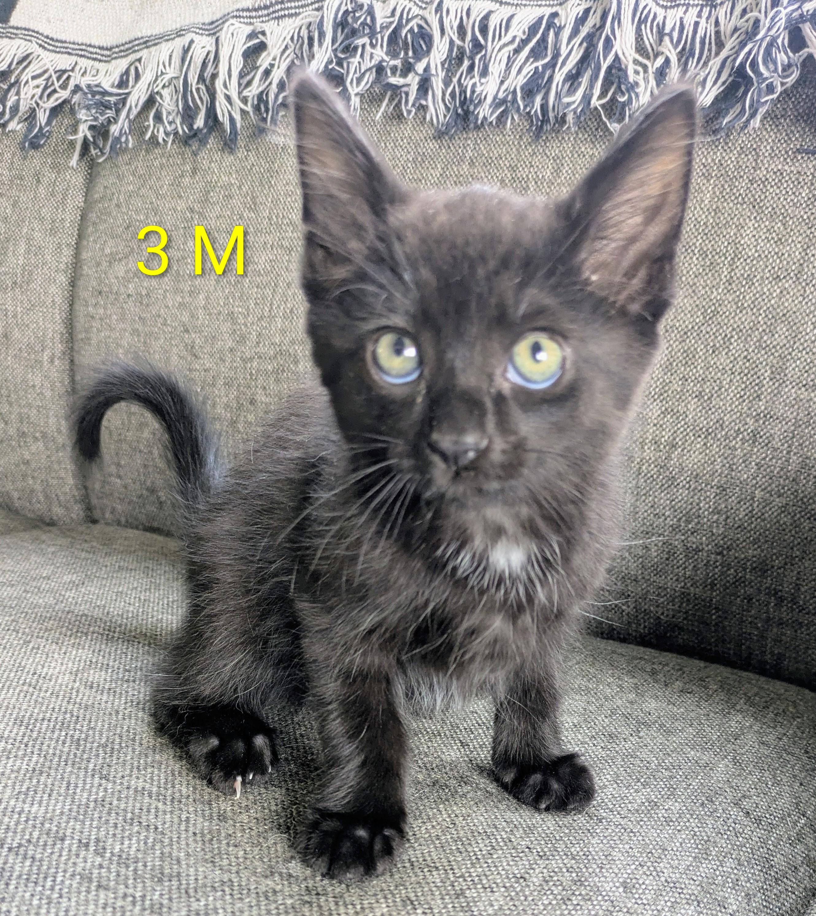 Enlarge SISSY'S KITTENS MALE, an adopted mixed breed in Lebanon, TN image 2/3