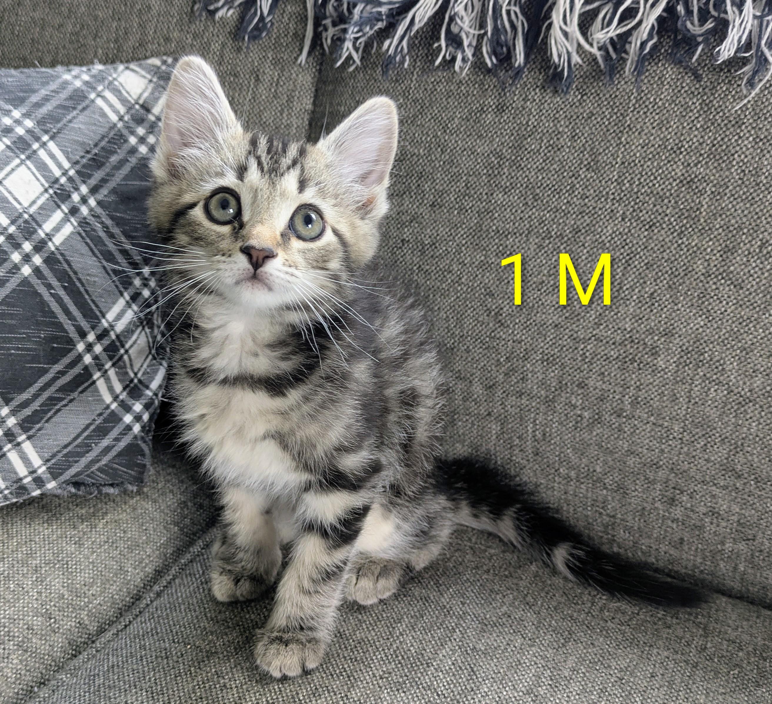 Enlarge SISSY'S KITTENS MALE, an adopted mixed breed in Lebanon, TN image 3/3