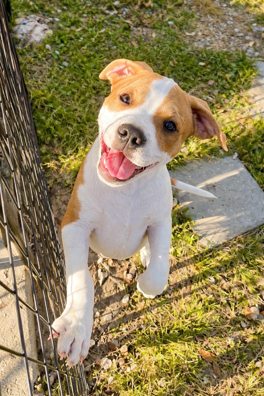 Enlarge Dennis, an adopted mixed breed in Wytheville, VA image 2/6