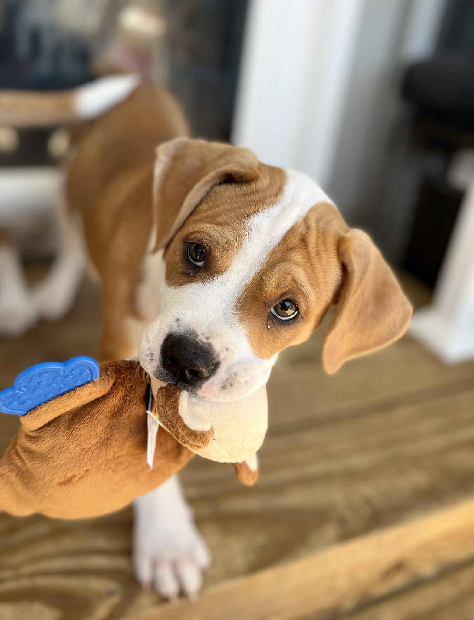 Enlarge Dennis, an adopted mixed breed in Wytheville, VA image 5/6