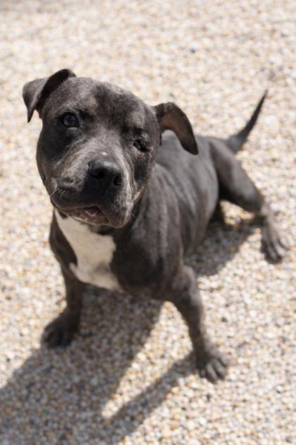 Glimmer, Adoptable, Adult Female Pit Bull Terrier & Mixed Breed.